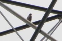 Falco peregrinus