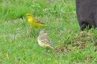Motacilla flava flavissima