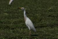 Bubulcus ibis