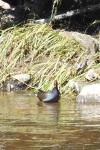 Gallinula chloropus