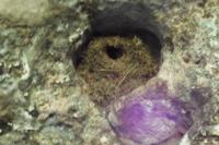 Troglodytes troglodytes