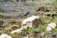 Motacilla cinerea