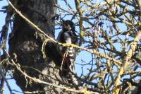Dendrocopos major