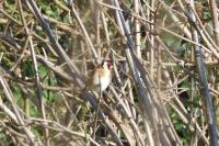 Carduelis carduelis