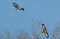 Buteo buteo