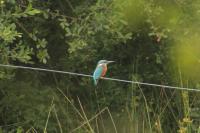 Alcedo atthis