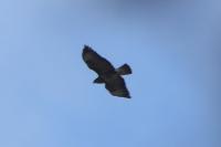 Buteo buteo