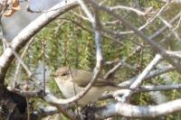 Phylloscopus collybita