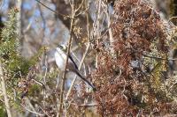 Aegithalos caudatus