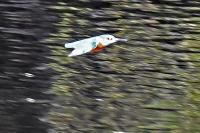 Alcedo atthis