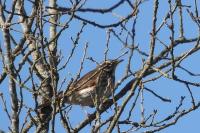 Turdus iliacus