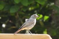 Phoenicurus ochruros