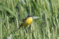 Motacilla flava