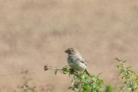 Emberiza calandra