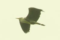 Ardea cinerea
