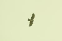 Circaetus gallicus