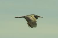 Ardea cinerea
