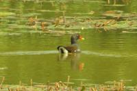 Gallinula chloropus