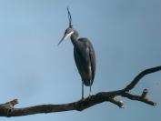 Egretta gularis