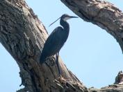 Egretta gularis
