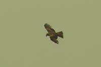 Milvus migrans