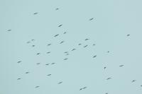 Corvus frugilegus