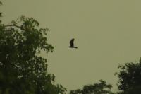 Circus aeruginosus