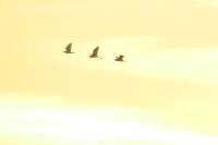 Bubulcus ibis