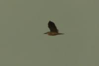 Nycticorax nycticorax