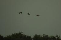 Ardea purpurea