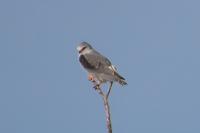 Elanus caeruleus