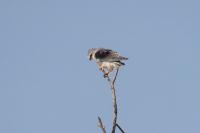 Elanus caeruleus