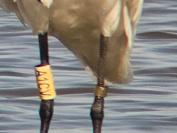Platalea leucorodia