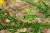 Ephippiger diurnus
