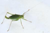 Leptophyes punctatissima