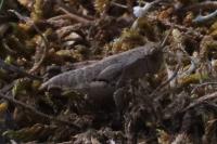 Pezotettix giornae