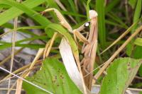 Mantis religiosa