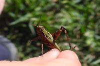 Omocestus rufipes