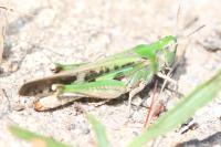 Aiolopus thalassinus