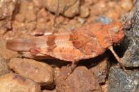 Oedipoda caerulescens