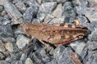 Calliptamus barbarus