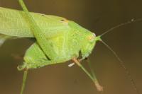 Phaneroptera nana