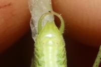 Phaneroptera nana