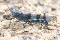 Sphingonotus caerulans