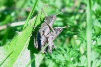 Pezotettix giornae