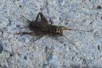 Eumodicogryllus bordigalensis