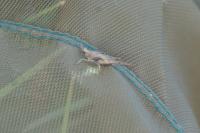 Tetrix subulata