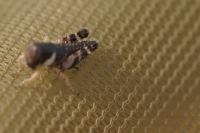 Pezotettix giornae