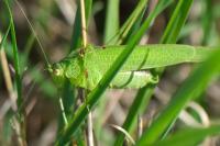 Phaneroptera nana