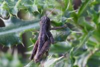 Pezotettix giornae